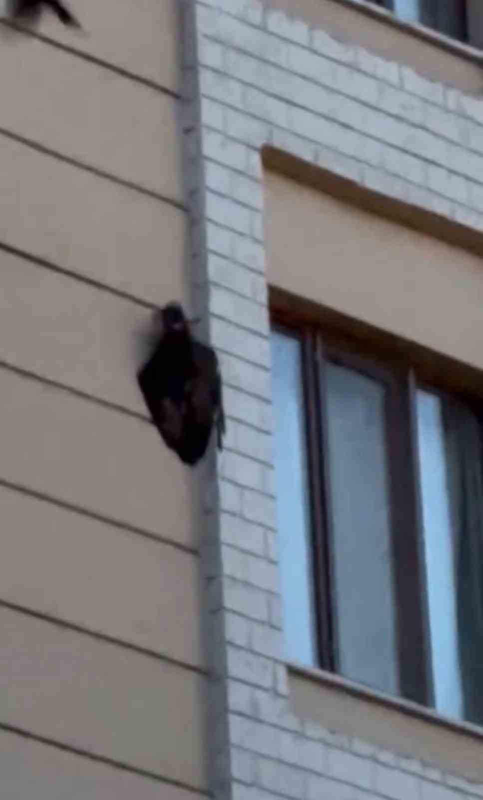 igdirda kargalarin saldirisina ugrayan saz delicesi kameraya yansidi 1 yaKFV7Y6