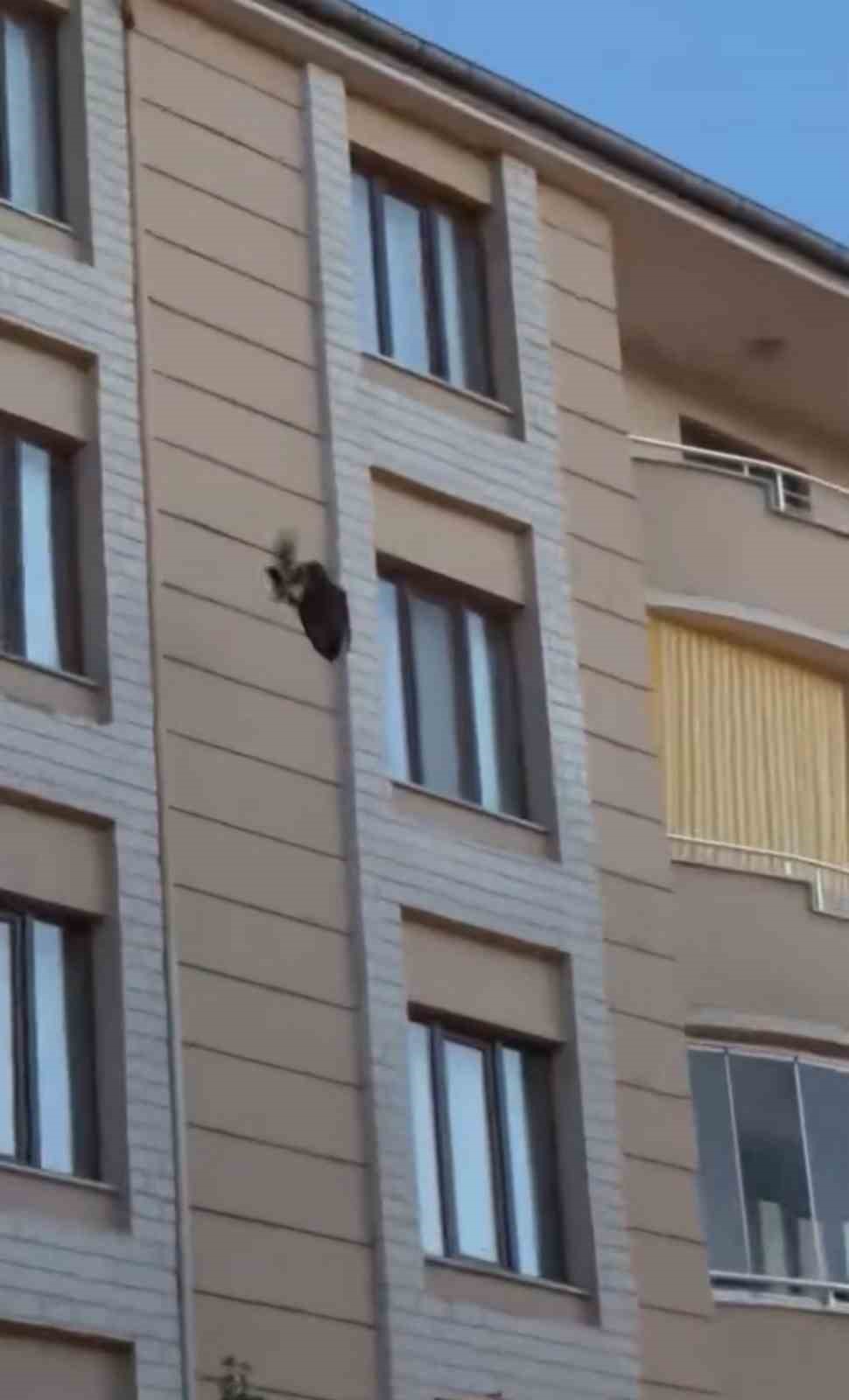 igdirda kargalarin saldirisina ugrayan saz delicesi kameraya yansidi 2 eAaBrOIs