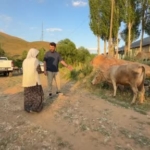 ihlas-haber-ajansinin-haberi-ayni-teyzenin-yuzunu-guldurdu-inekler-kendisine-ulasti-uiHFxtsT.jpg