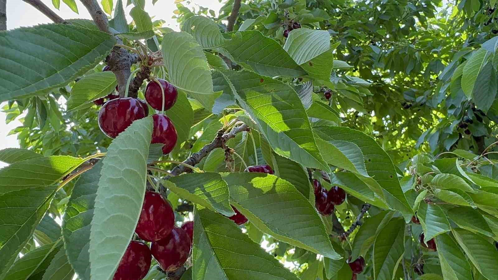 ihracatlik kiraz alim fiyati kilogram basina 60 tl olarak belirlendi 0 p8nmzUnY