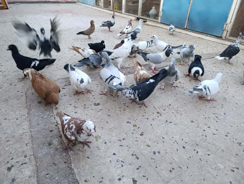 iki ayagini kaybetti guvercinlerle hayata baglandi 1 FalRVNQN