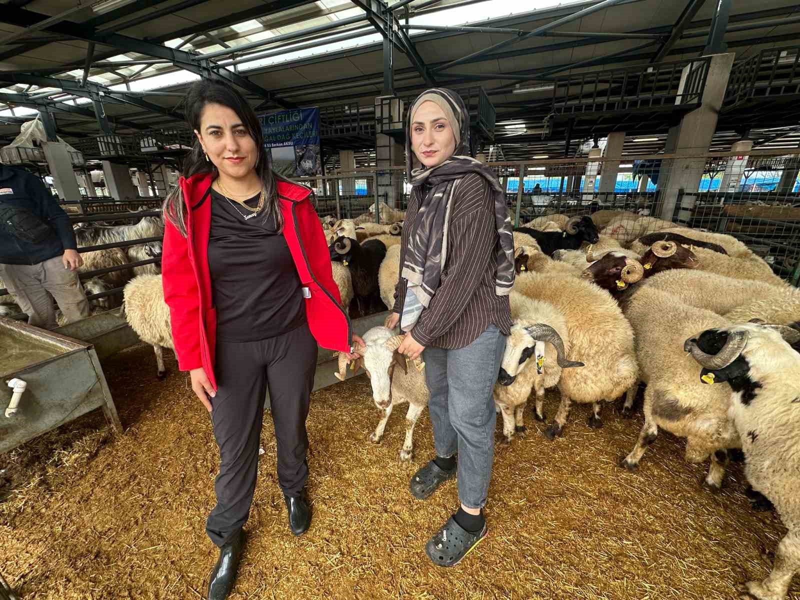 iki genc kuzen celep bursadaki kurban pazarinda rekabeti artirdi 0 TrUhhkP1