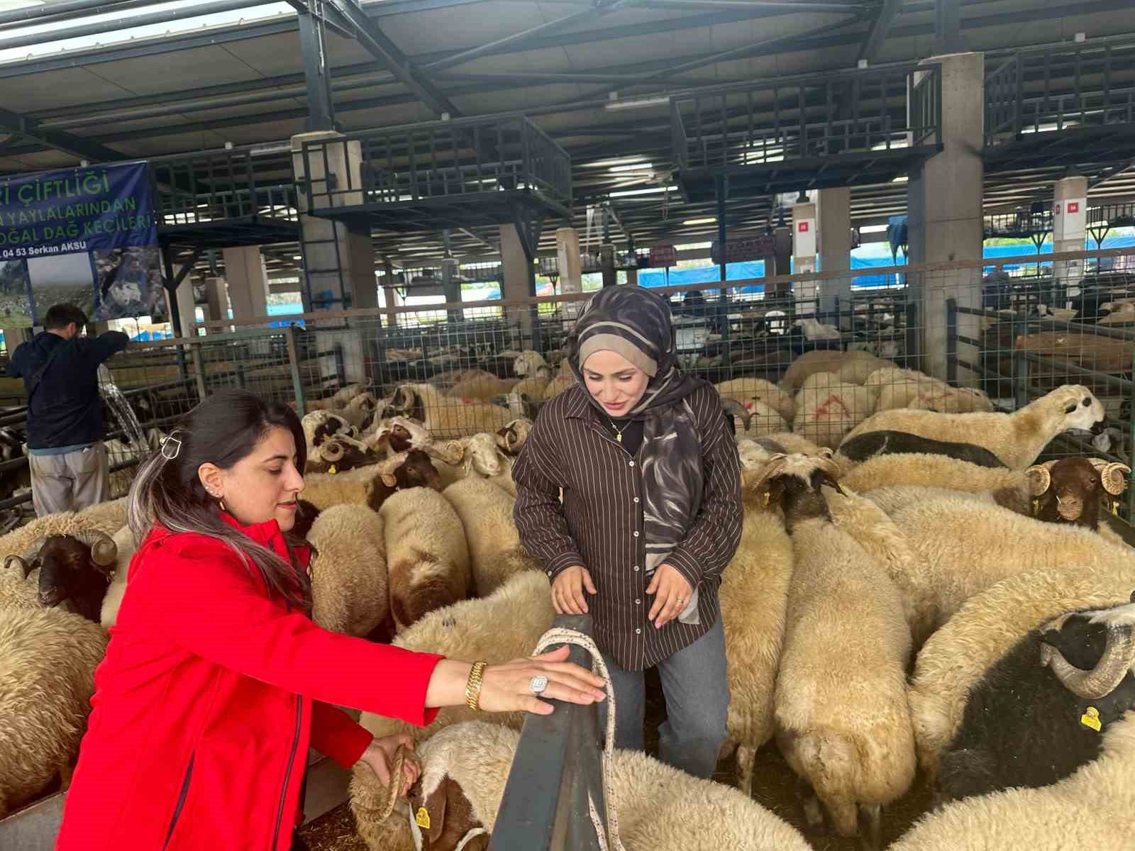 iki genc kuzen celep bursadaki kurban pazarinda rekabeti artirdi 1