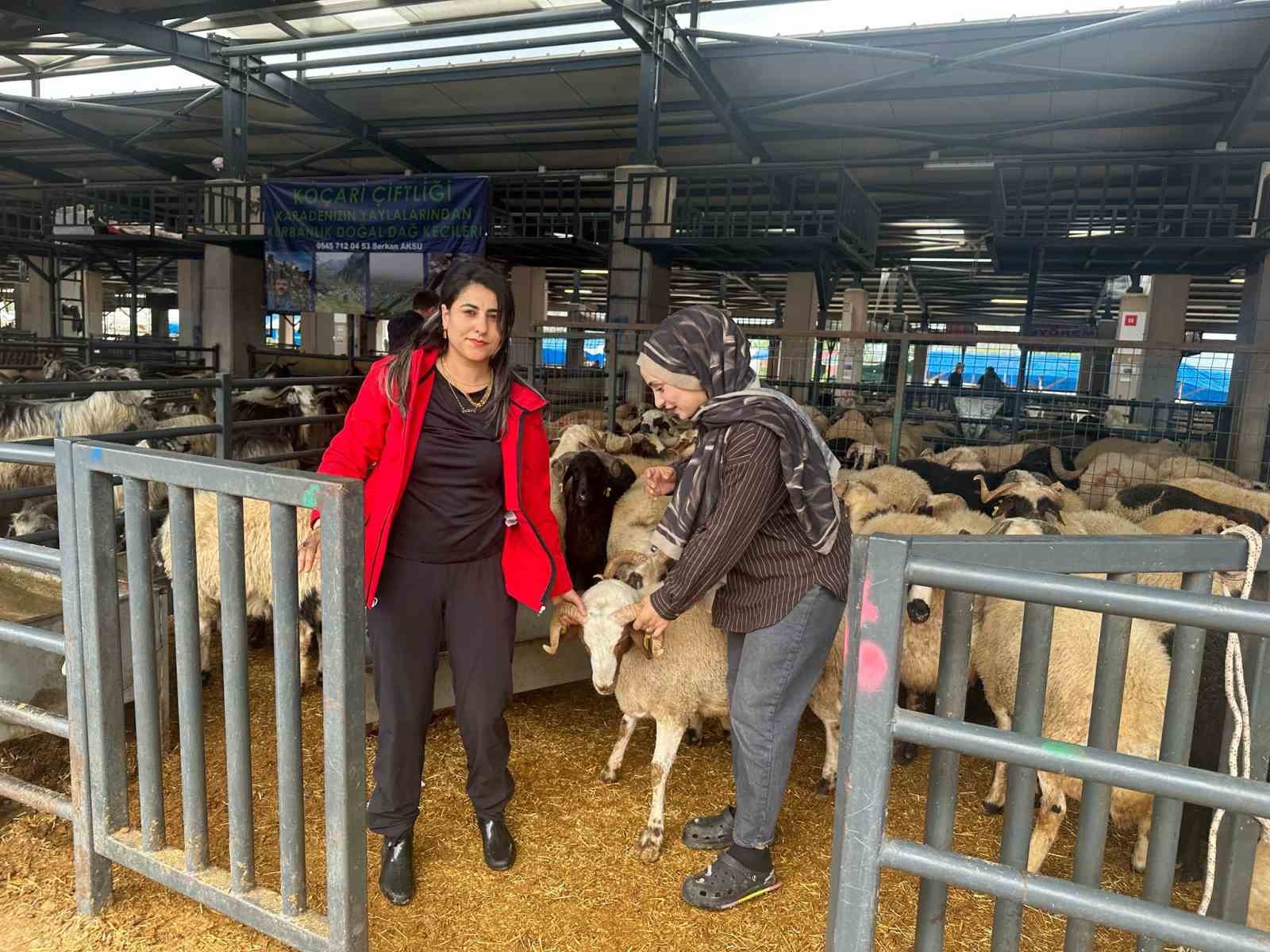 iki genc kuzen celep bursadaki kurban pazarinda rekabeti artirdi 3