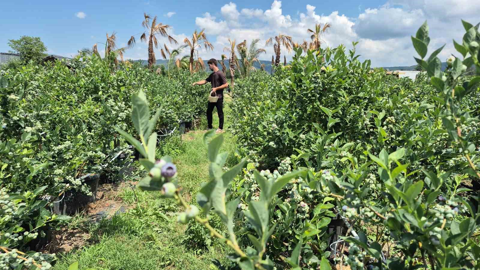 İlahiyat fakültesi öğrencisinden tarımda başarı hikayesi 6 ilahiyat fakultesi ogrencisinden tarimda basari hikayesi 2 4nOH7rbp