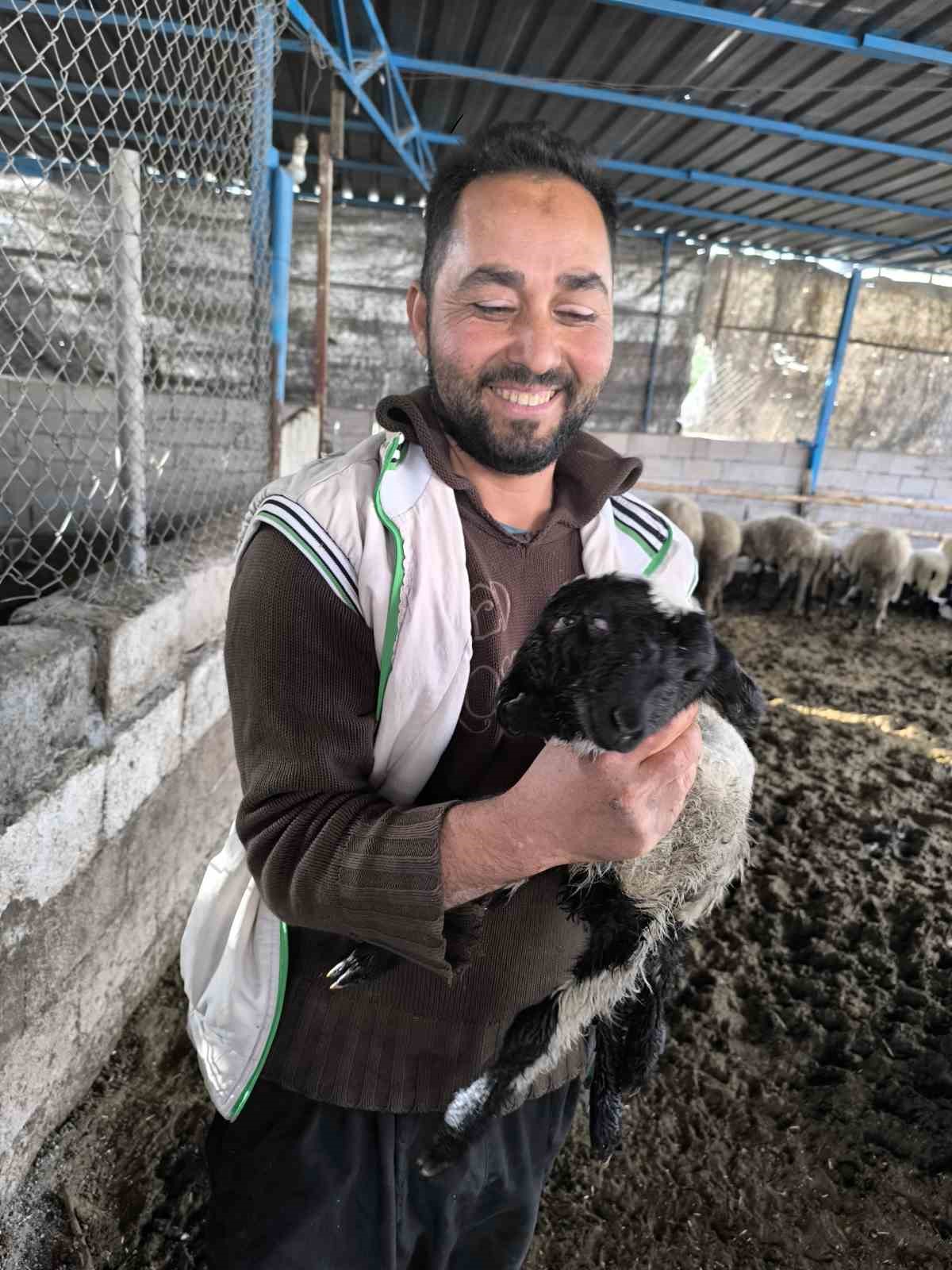 ilgi odagi olan cift basli ve 4 gozlu kuzu 1 gun yasayabildi 2 Ch7Q6wLg