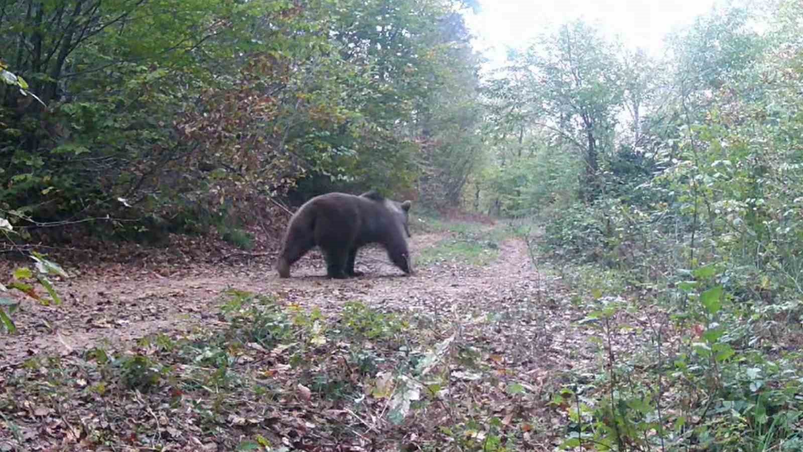 ilginc hobisi ile yaban hayati fotokapanla izliyor 3 UCA1qVeQ
