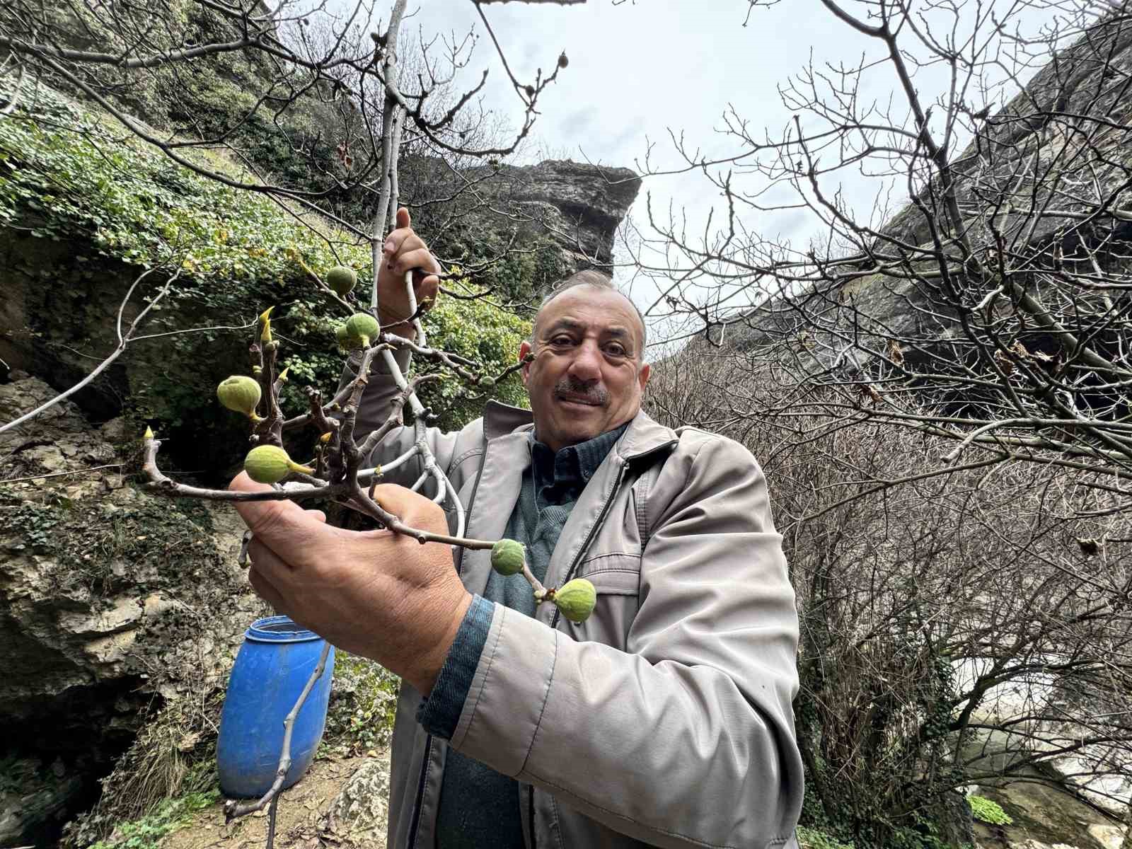 incir agaci aralik ayinda yeniden meyve verdi 1 5XvOdXTE
