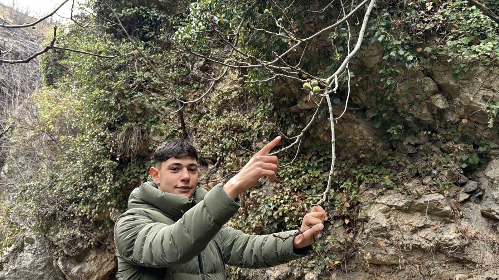 incir agaci aralik ayinda yeniden meyve verdi 2 BJ1RQkrL