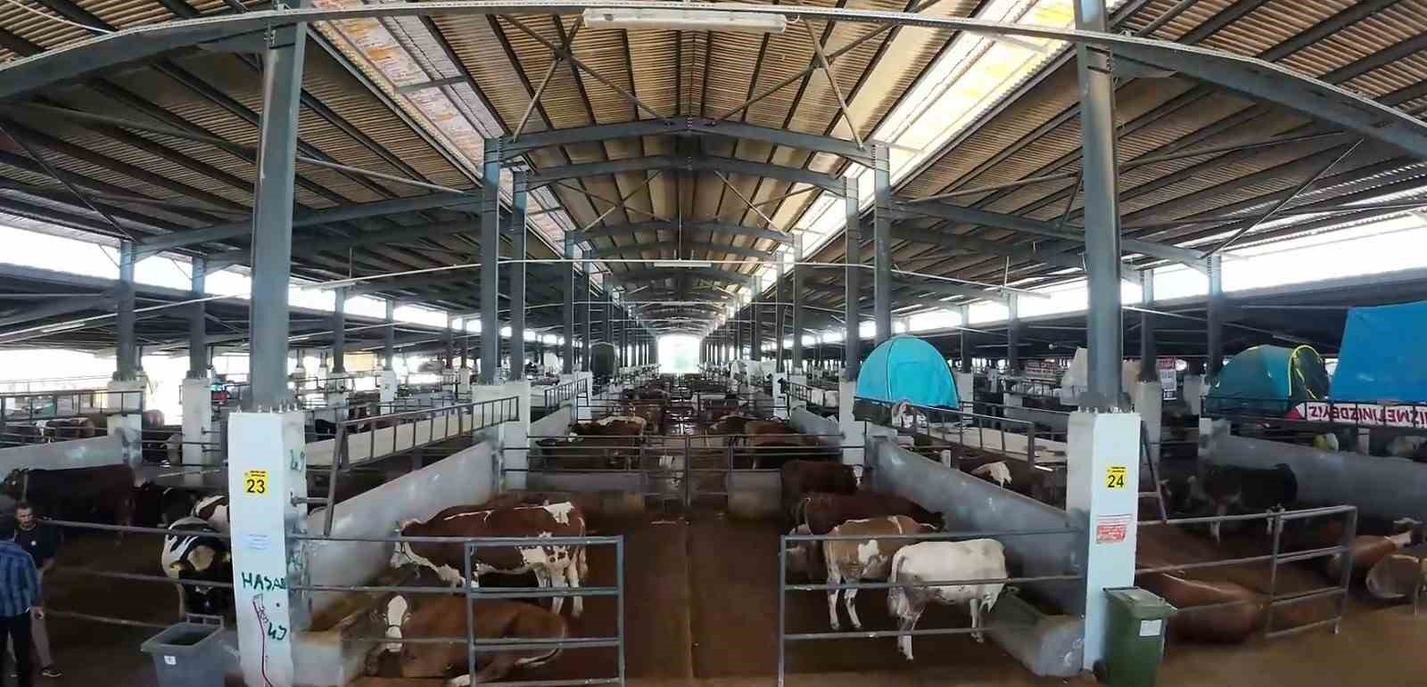 inegol belediyesi modern hayvan pazari yuzde 100e ulasti 1 eb7Mwdhm