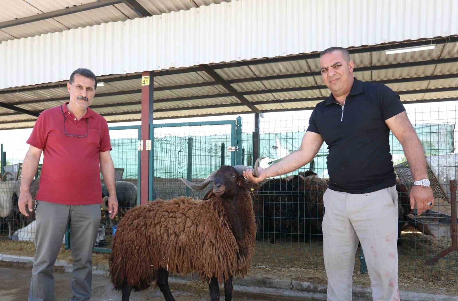 inegolde modern hayvan pazari kurban bayraminda yuzleri guldurdu 3