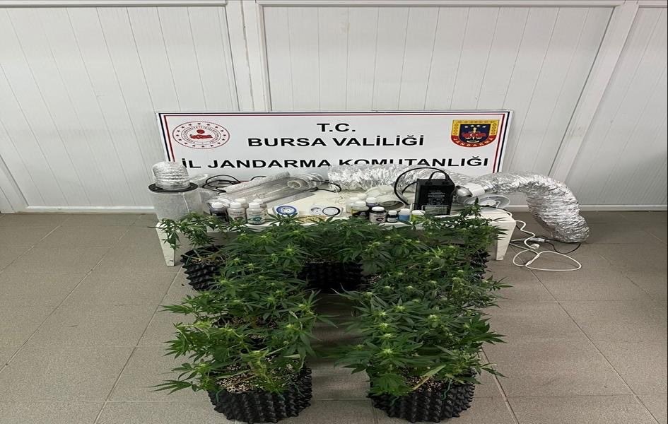 inegolde uyusturucu operasyonu evde esrar uretim duzenegi ele gecirildi 0 bskcw5dT