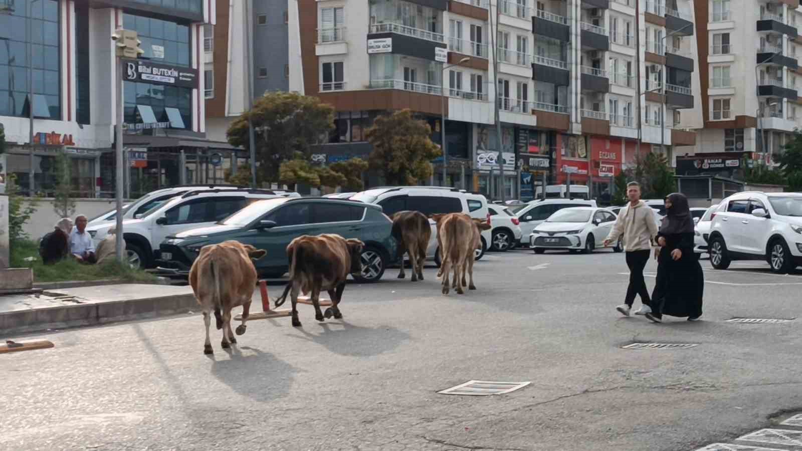 inekler sehre indi trafikte ilginc goruntuler olustu 1 OQ54O5vK