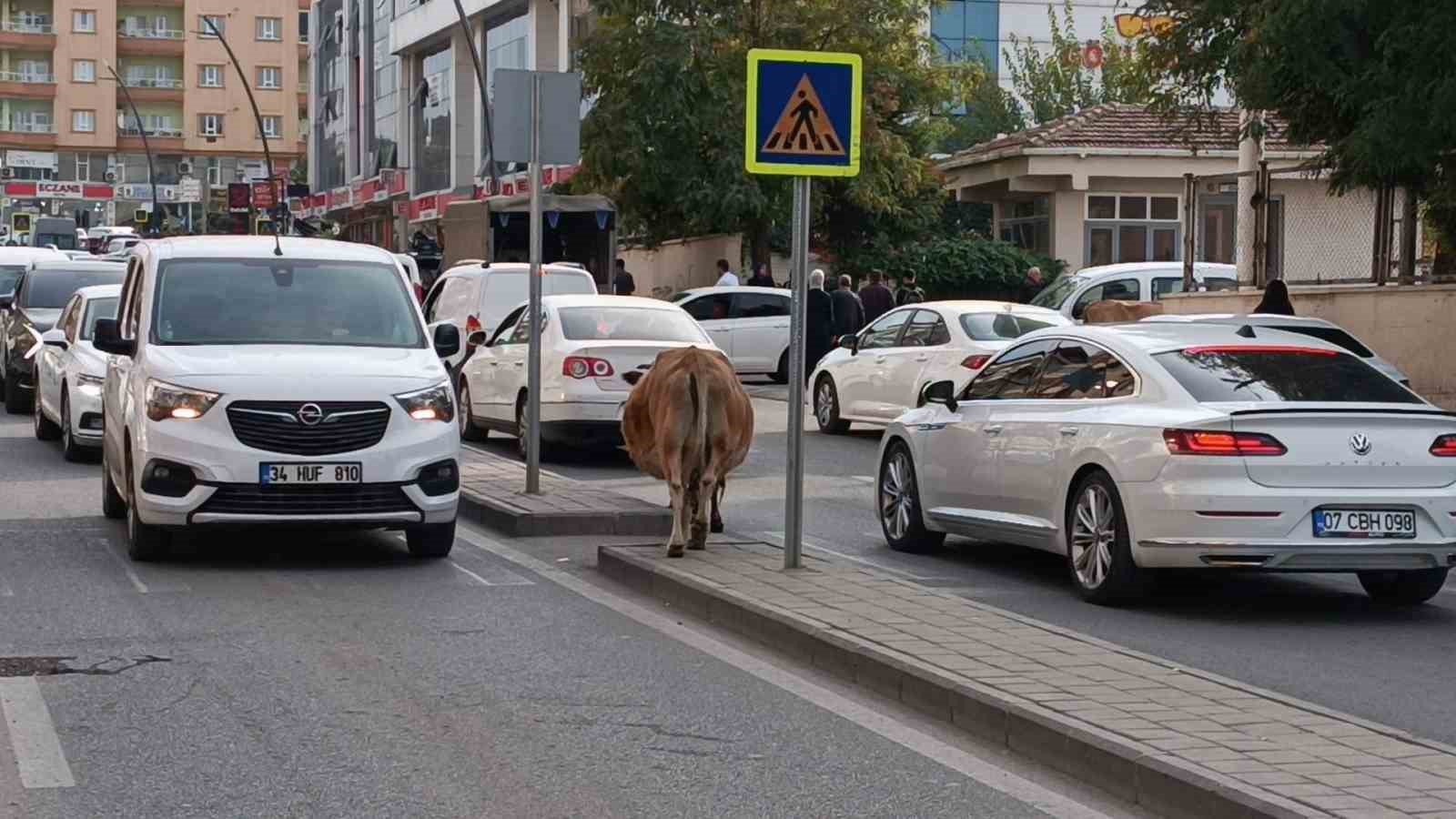inekler sehre indi trafikte ilginc goruntuler olustu 2 ZsVRYUyf