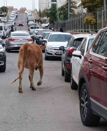 inekler-sehre-indi-trafikte-ilginc-goruntuler-olustu-Qe41rjEj.jpg