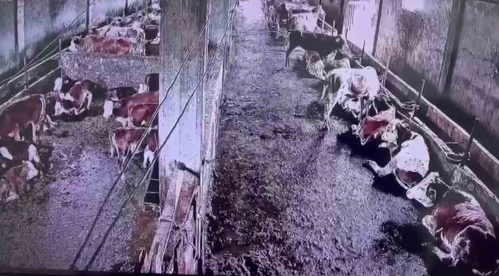 insanlarin hissetmedigi depremi inekler hissetti 1 93ZDwRWt