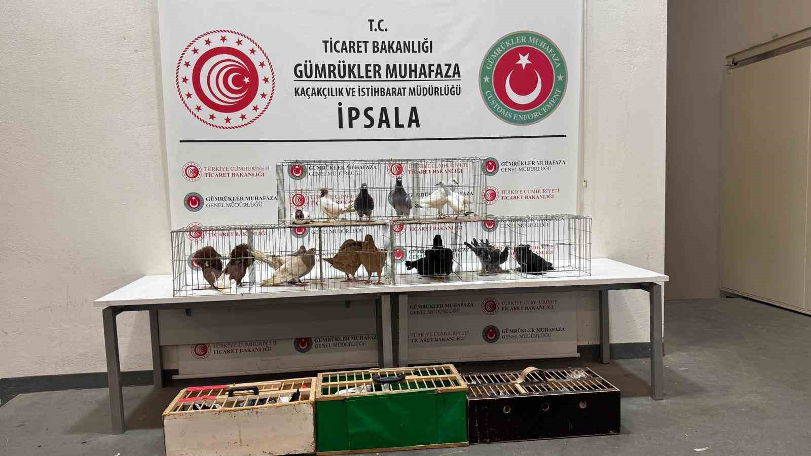 ipsala sinir kapisinda minibuste cins hayvanlar ele gecirildi 1 9Ymc3apV