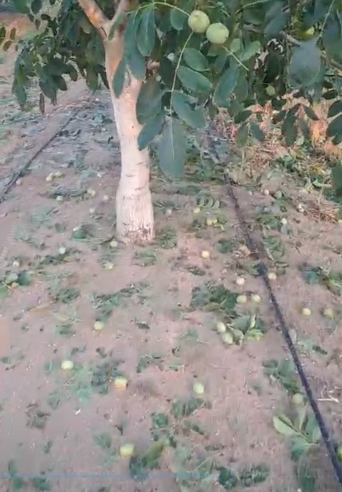 ipsalada dolu yagisi 500 dekarlik ceviz bahcesinde hasar olusturdu 1 QPGAJvcE