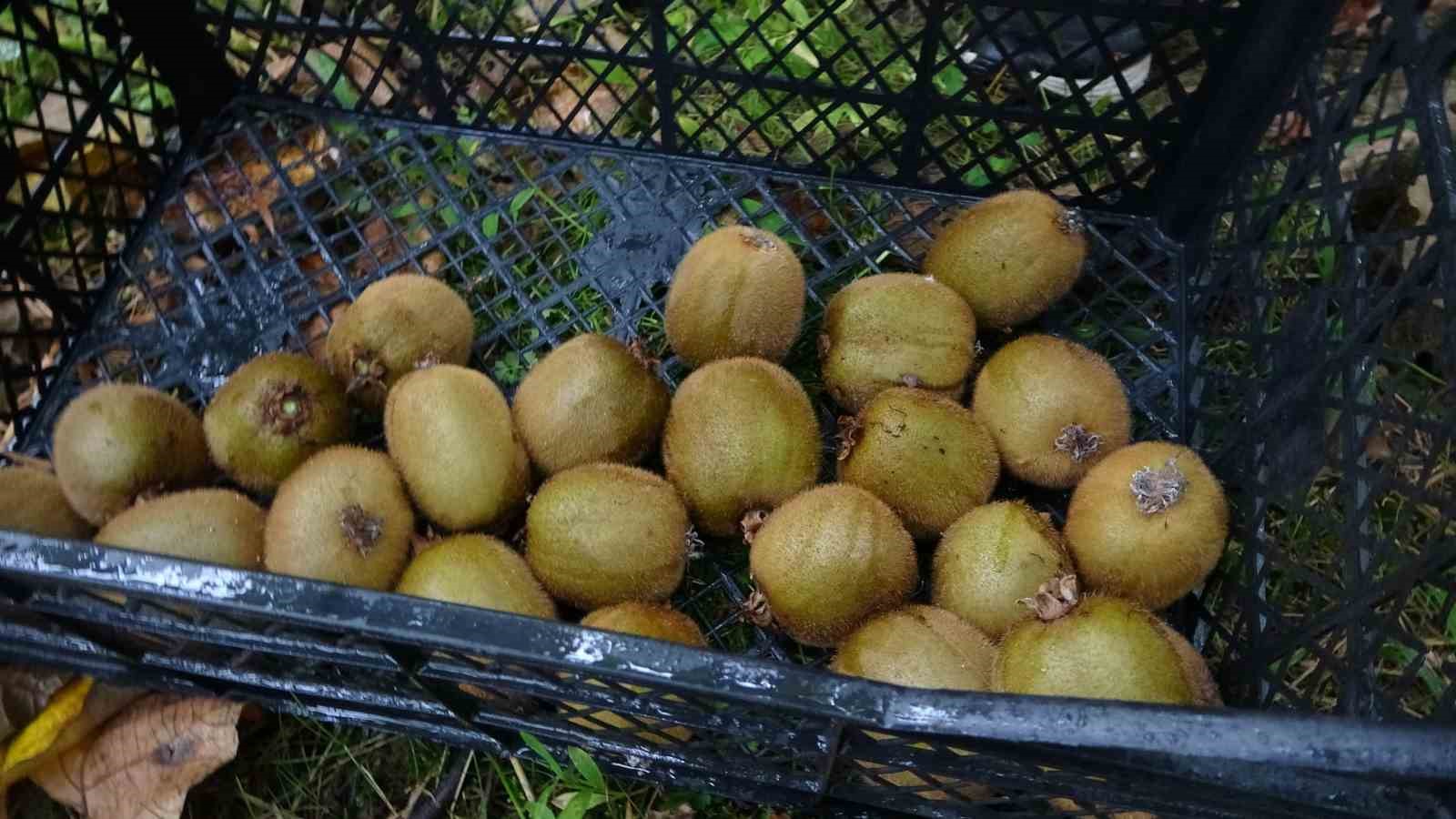 irandan gelen kivi fiyatlari ucuzlatiyor 1
