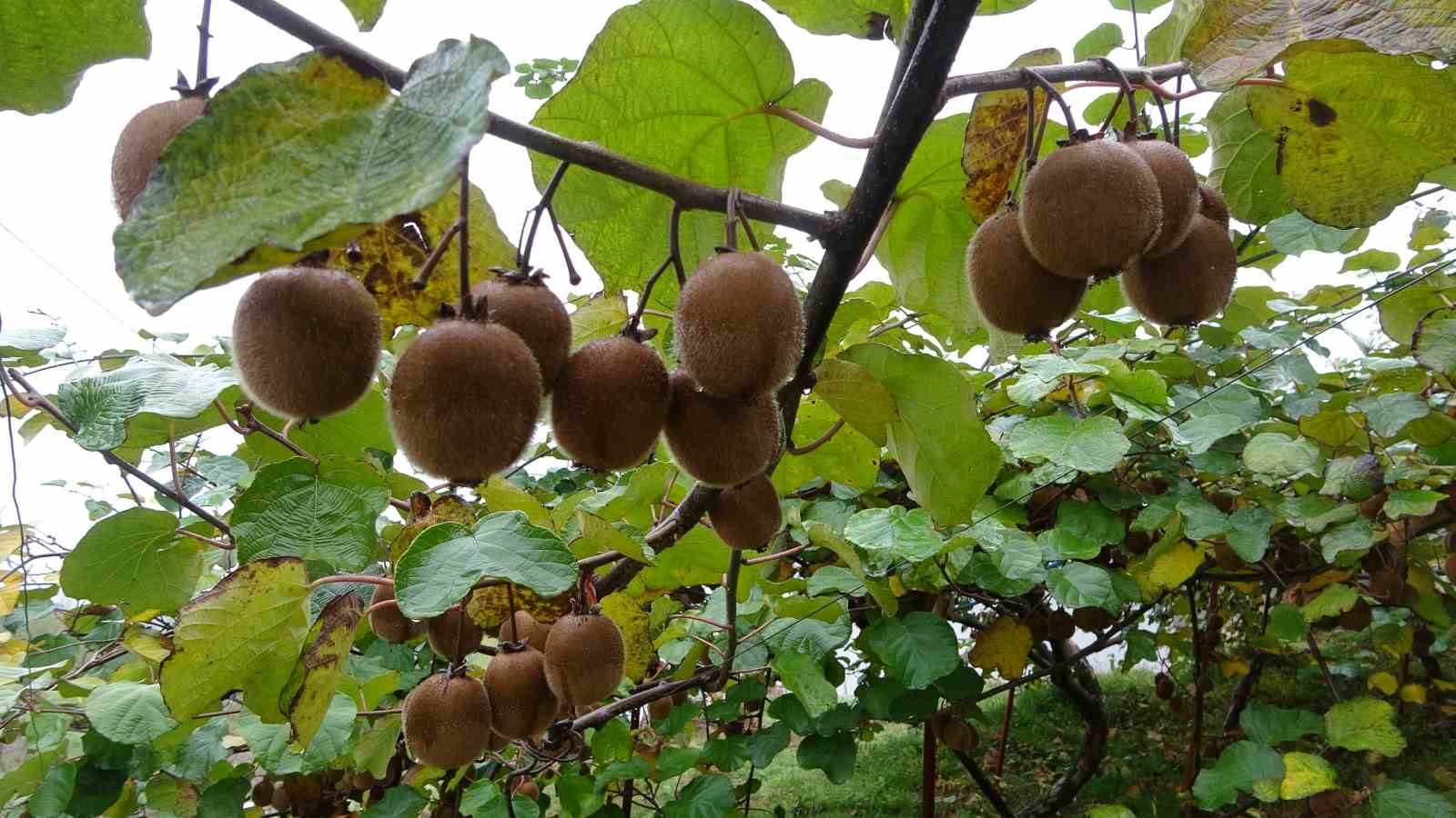irandan gelen kivi fiyatlari ucuzlatiyor 3 qJHerAGU