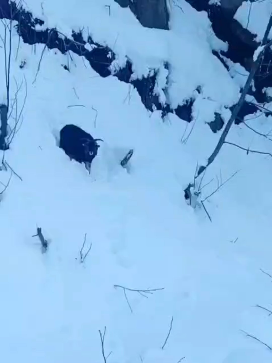 is makinesi operatoru karda kaybolan keciyi sahiplerine ulastirdi 0 Vhr5bg5z
