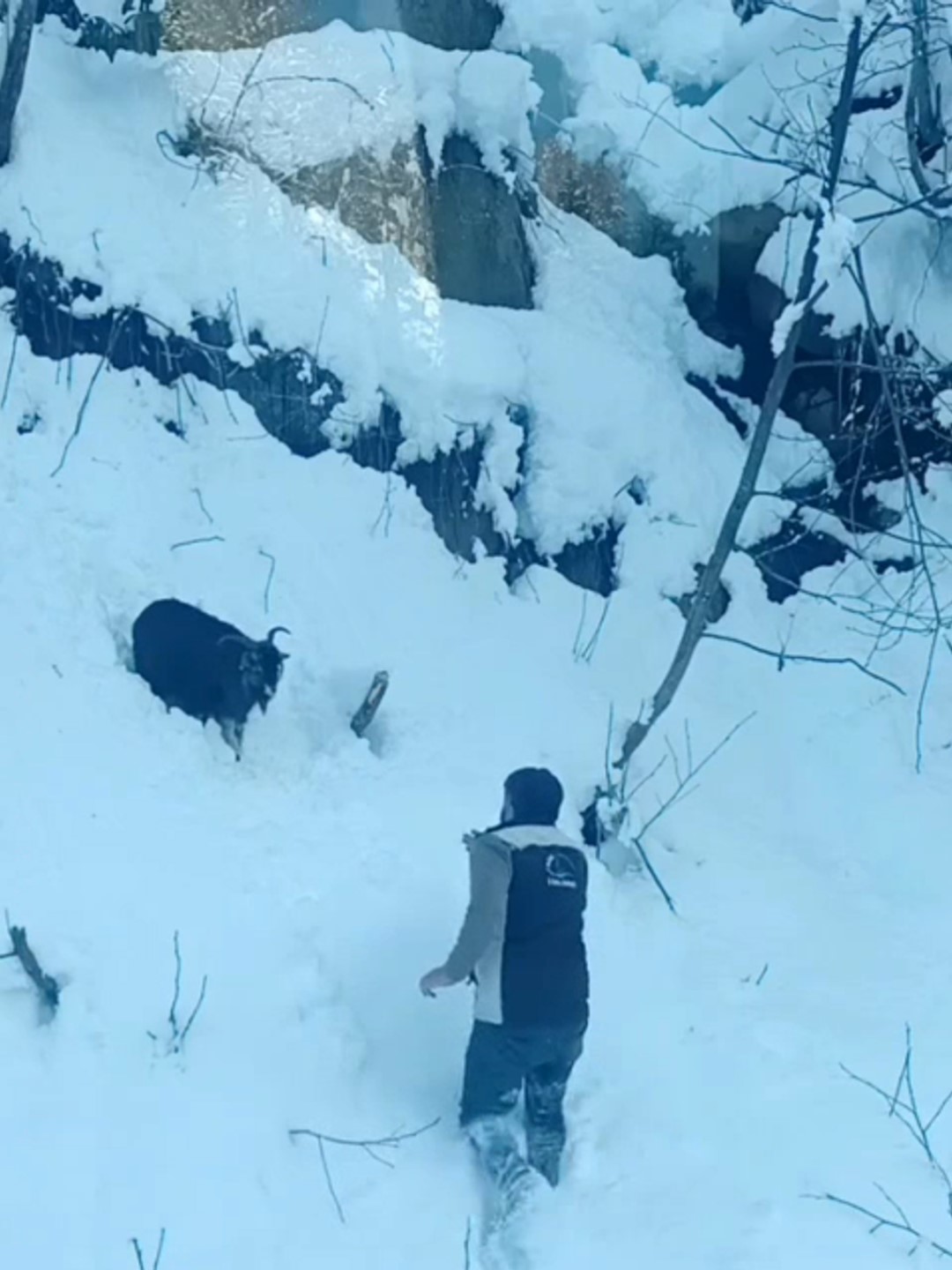 is makinesi operatoru karda kaybolan keciyi sahiplerine ulastirdi 1 KCCShZn1
