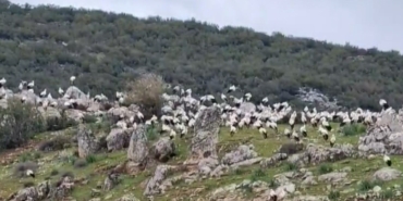 islahiyede-leylek-akini-HOQGzEck.jpg