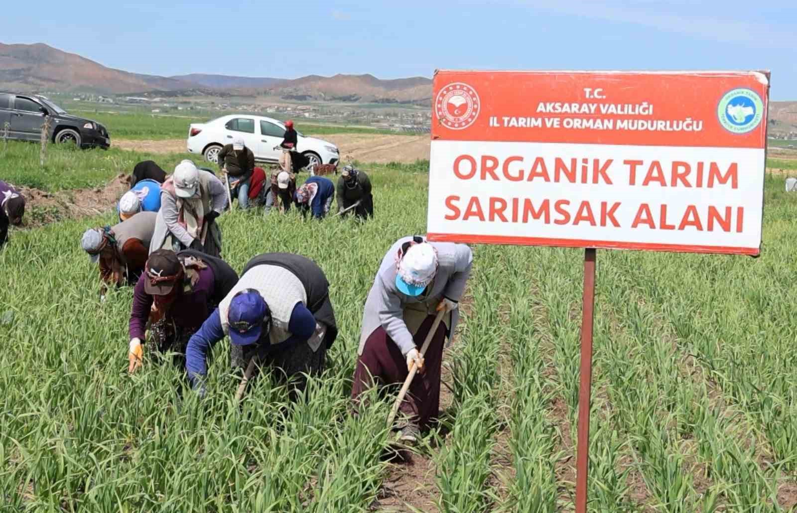 ispanyollar organik sarimsagini aksarayda uretecek 7 Ceuw1Miv