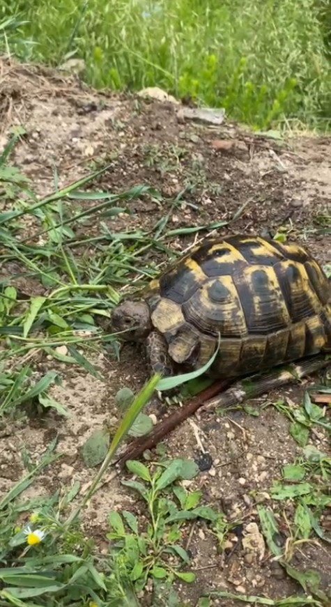 ispartada foseptik cukuruna dusen yavru kopek ve kaplumbaga kurtarildi 4 PAQENIt7