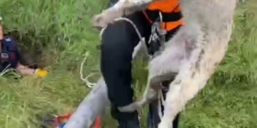 ispartada-foseptik-cukuruna-dusen-yavru-kopek-ve-kaplumbaga-kurtarildi-TA4rMIZf.jpg