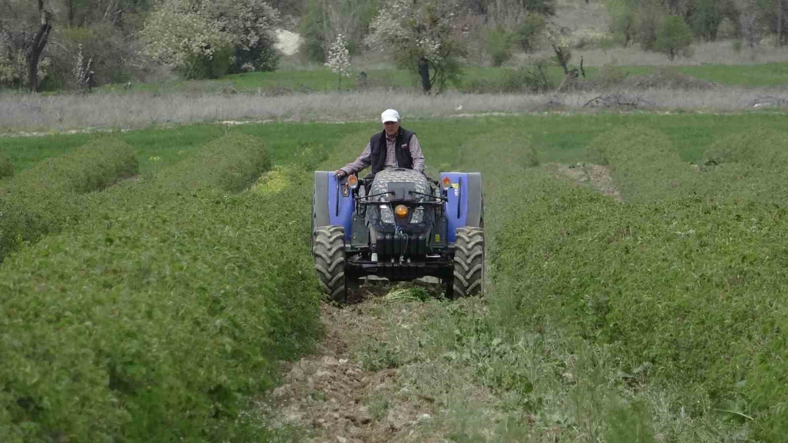 ispartada gul hasadi oncesi umutlar artti 13 bin ton rekolte bekleniyor 1