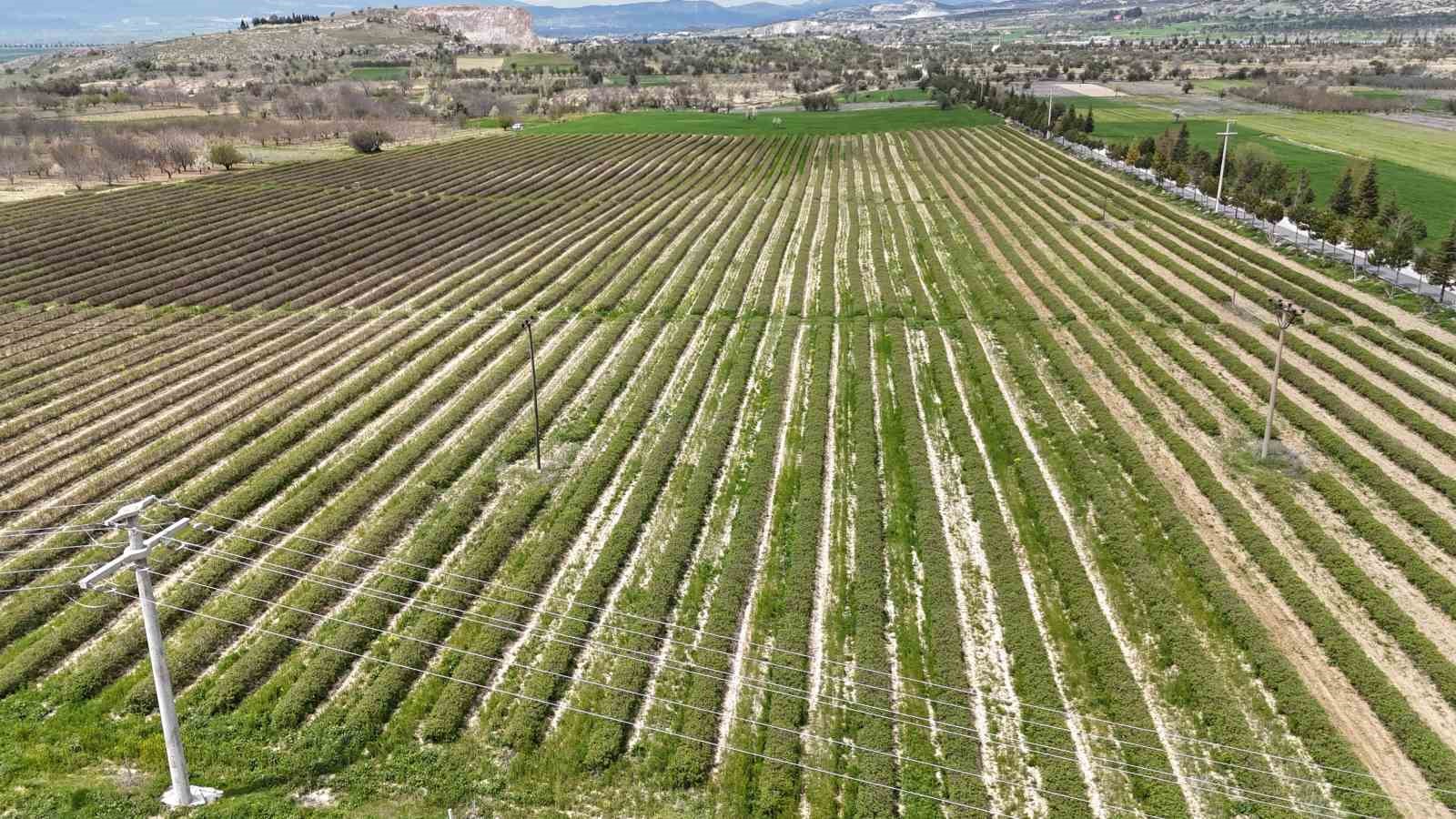 ispartada gul hasadi oncesi umutlar artti 13 bin ton rekolte bekleniyor 2