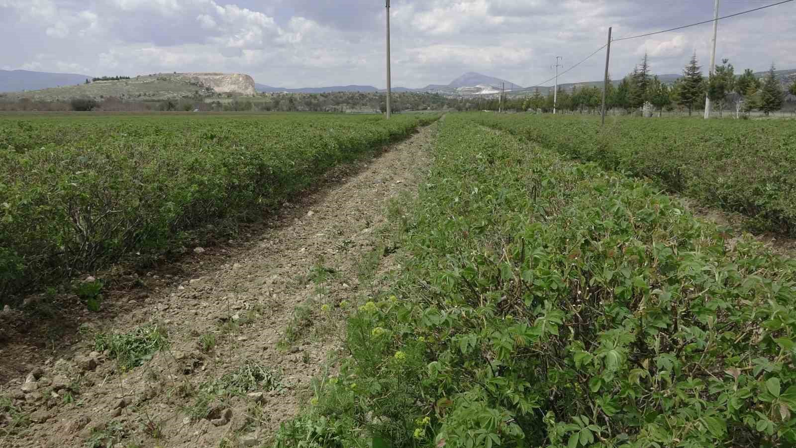 ispartada gul hasadi oncesi umutlar artti 13 bin ton rekolte bekleniyor 3 ZIL7B7Ql