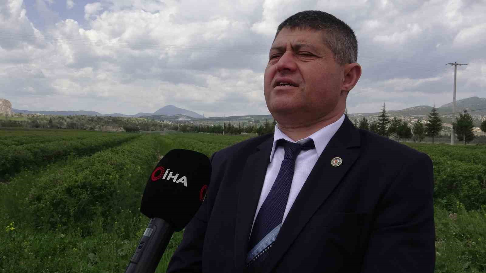 ispartada gul hasadi oncesi umutlar artti 13 bin ton rekolte bekleniyor 6