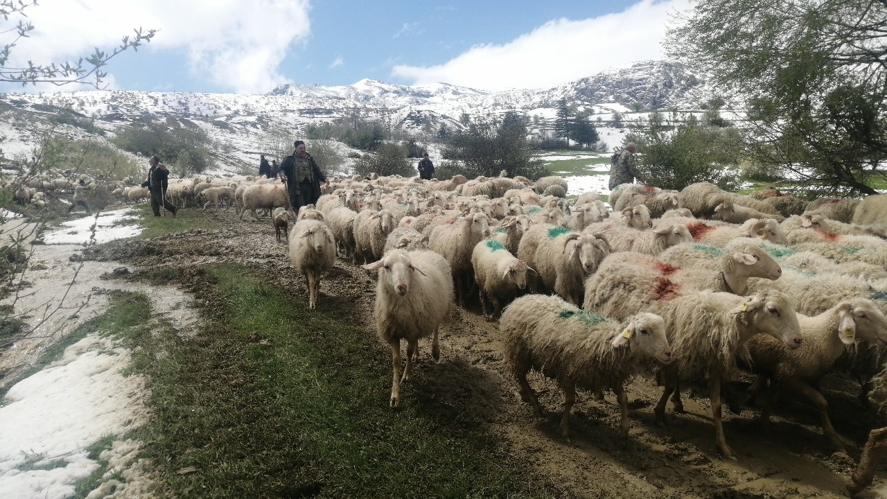 ispartada yaylada mahsur kalan cobanlar 30 saat sonra kurtarildi 6 RLYPcKfu