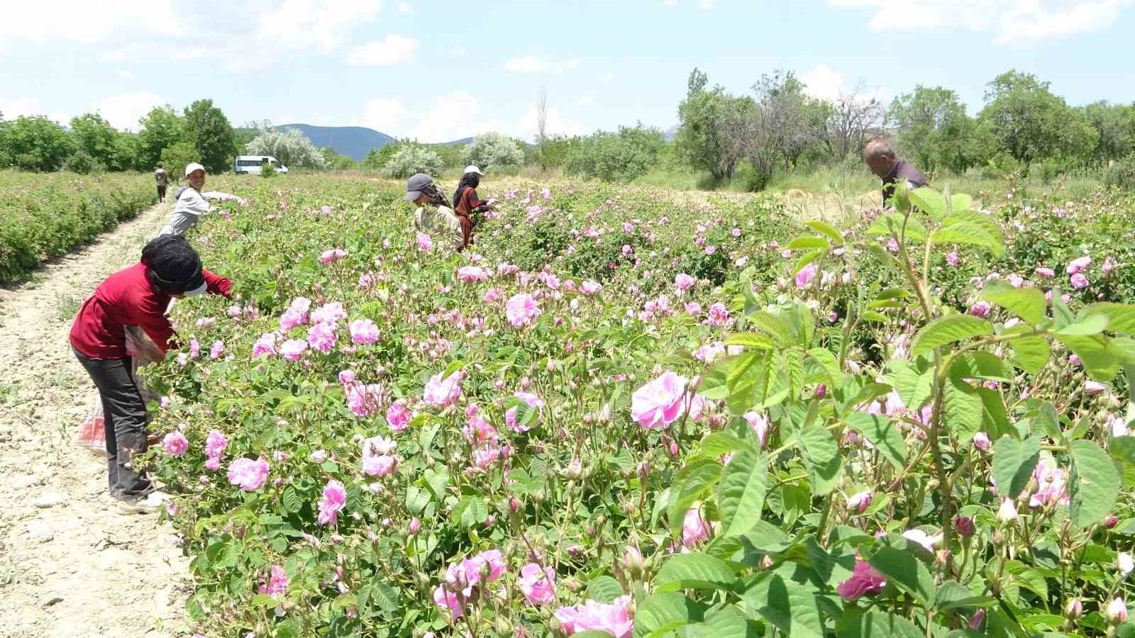 Isparta’nın pembe hazinesi: 4 ton gülden elde edilen yağın kilosu 12 bin avroya alıcı buluyor 14 ispartanin pembe hazinesi 4 ton gulden elde edilen yagin kilosu 12 bin avroya alici HFTTyIGU