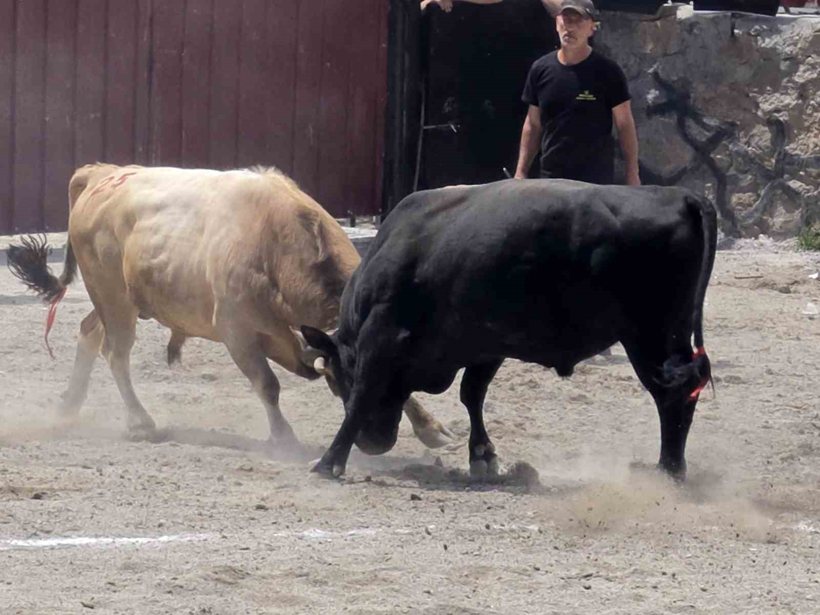 ispirde boga guresleri nefes kesti 1 vvaSM6Ah