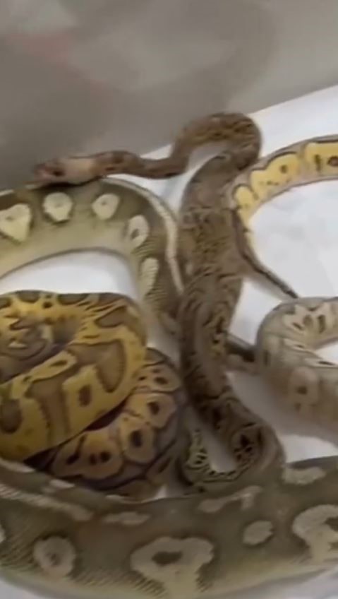 İstanbul’da bir evden 18 piton, 21 Mısır ve 3 king yılanı çıktı 4 istanbulda bir evden 18 piton 21 misir ve 3 king yilani cikti 0 eTQJHt3a