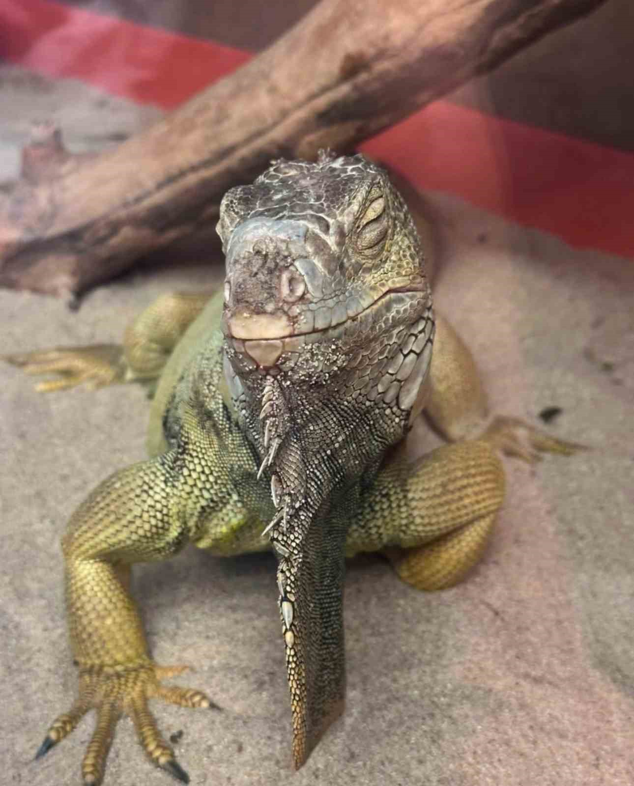 istanbulda bir evden tarantula yilan akrep iguana afrika dev salyangozlari cikti 0 gLPh3YWH