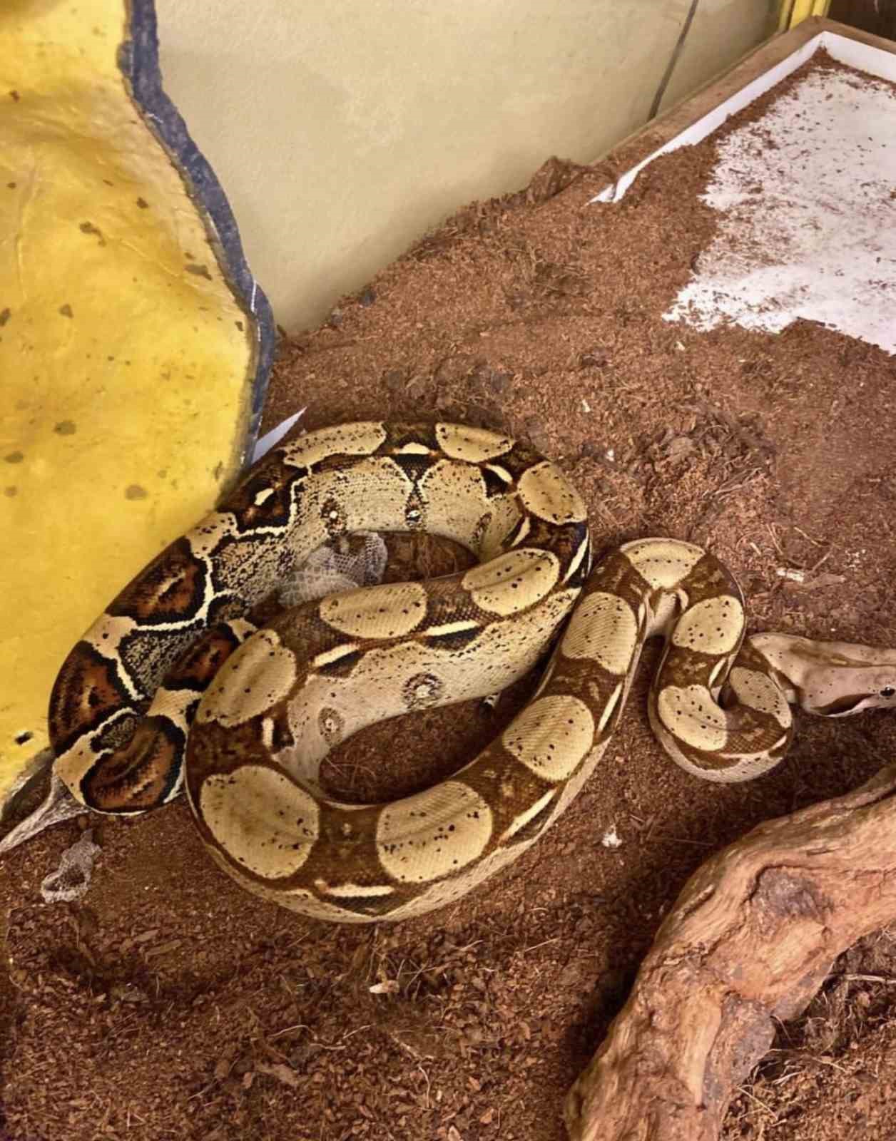 istanbulda bir evden tarantula yilan akrep iguana afrika dev salyangozlari cikti 1 Id48mtCS