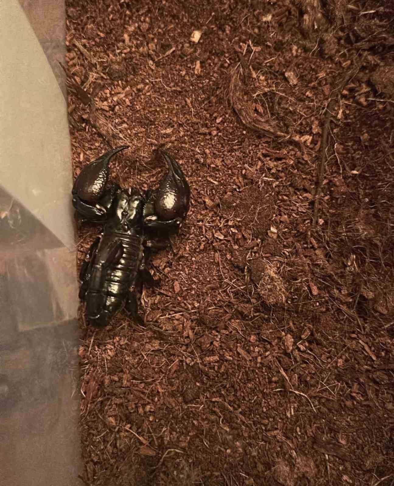 istanbulda bir evden tarantula yilan akrep iguana afrika dev salyangozlari cikti 2