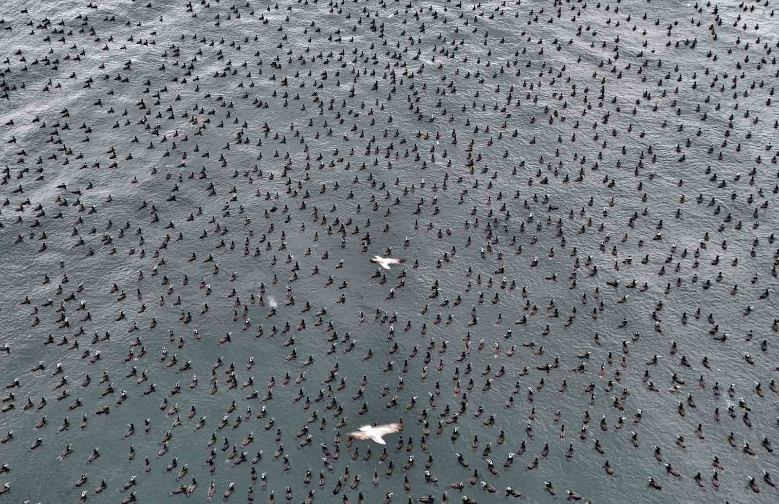 istanbulda dondurucu soguk binlerce kusu denizde bir araya getirdi 2 maSRwZ7b