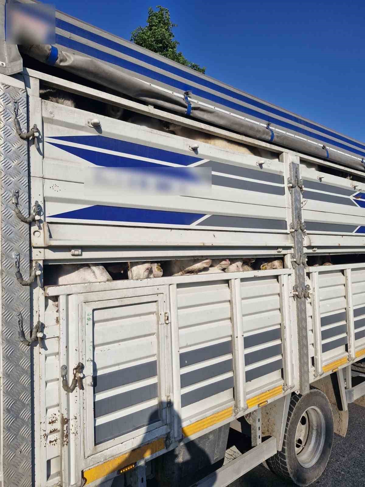 İstanbul’da kaçak kurbanlık operasyonu: Kaçak 126 kurbanlık yakalandı, sürücülere ceza yağdı 4 istanbulda kacak kurbanlik operasyonu kacak 126 kurbanlik yakalandi suruculere ceza yagdi 0