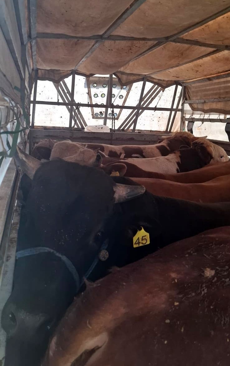 İstanbul’da kaçak kurbanlık operasyonu: Kaçak 126 kurbanlık yakalandı, sürücülere ceza yağdı 5 istanbulda kacak kurbanlik operasyonu kacak 126 kurbanlik yakalandi suruculere ceza yagdi 1 pbSp3tDD