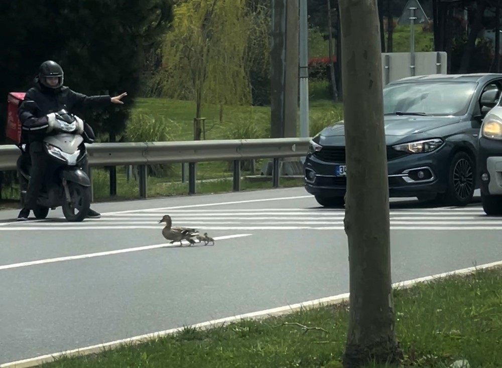 istanbulda ordeklerin guvenli gecisi icin trafik durduruldu 1