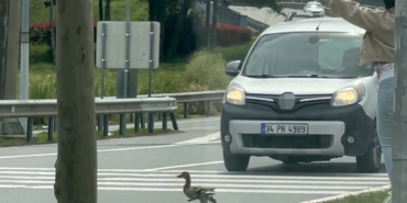 istanbulda-ordeklerin-guvenli-gecisi-icin-trafik-durduruldu-PHXrzO2l.jpg
