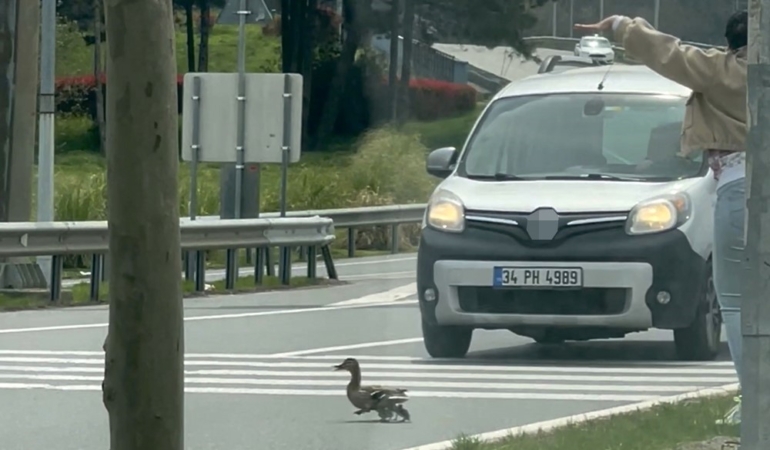 istanbulda-ordeklerin-guvenli-gecisi-icin-trafik-durduruldu-PHXrzO2l.jpg