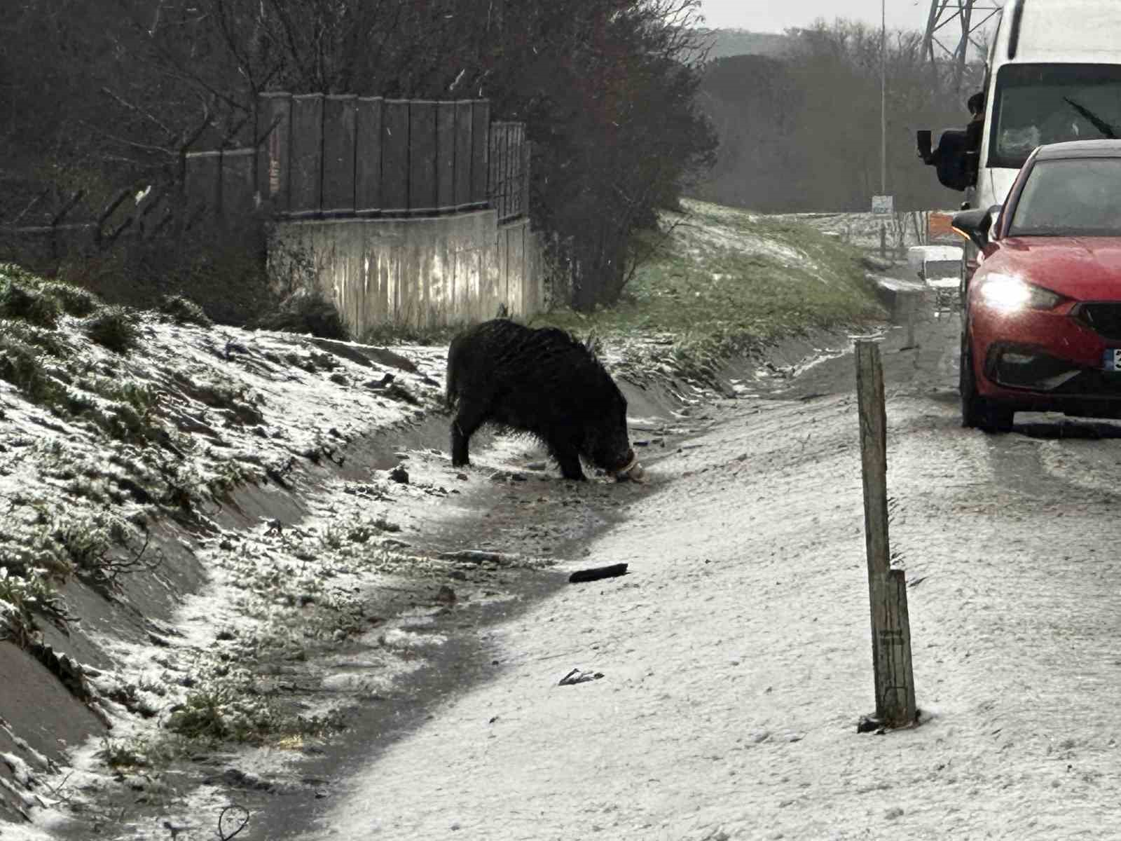 istanbulda yaban domuzu yol kenarina indi 1 KyhYQuTY