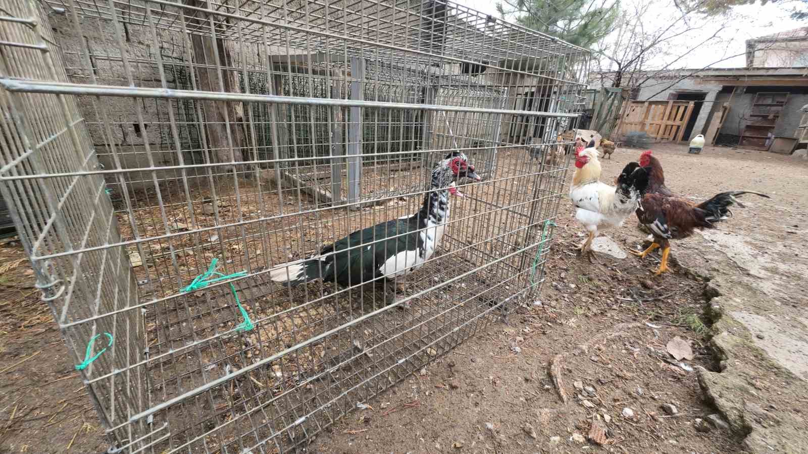 istanbuldan memleketi yozgata dondu binlerce hayvan ureterek gecimini sagliyor 2 ZAGt2a2N