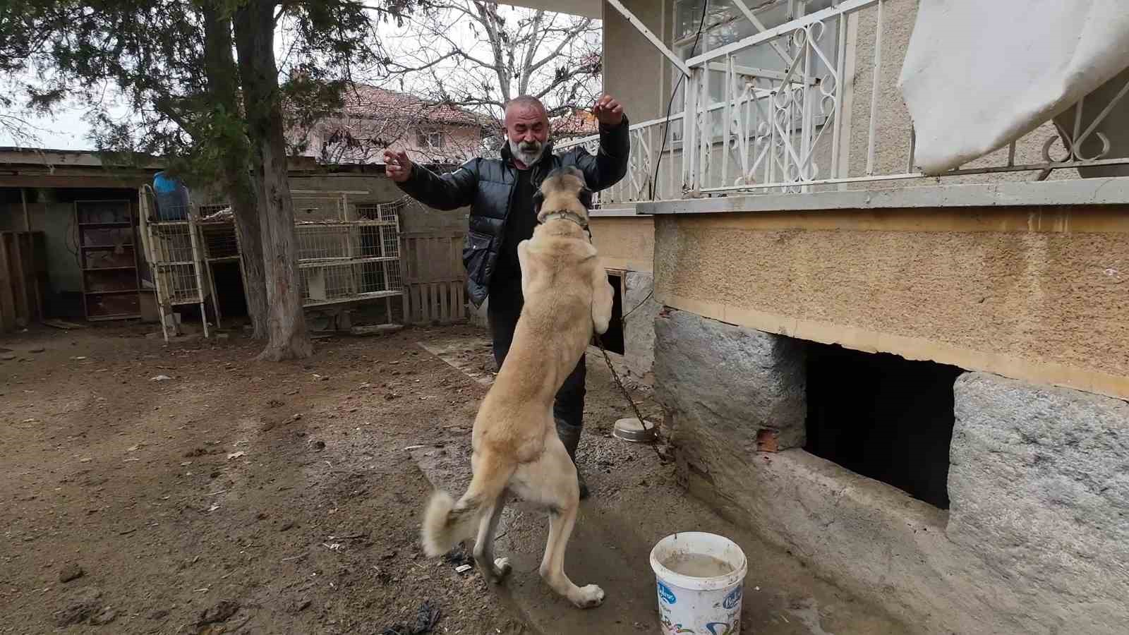 istanbuldan memleketi yozgata dondu binlerce hayvan ureterek gecimini sagliyor 4 AT7AQIjs